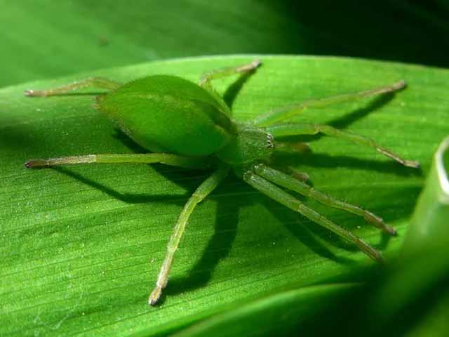 Aranhas Verdes: aliadas da natureza