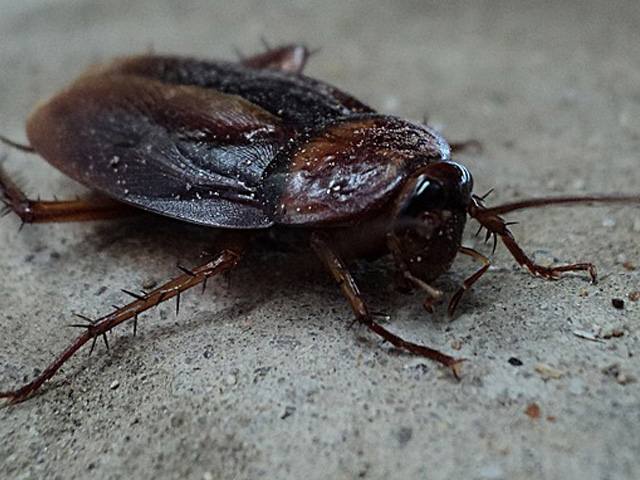 Basta uma Barata: A Ameaça Escondida em Nossos Ambientes Urbanos